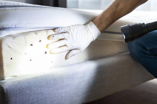 Best Cockroach Control Services  in Alexander, AR